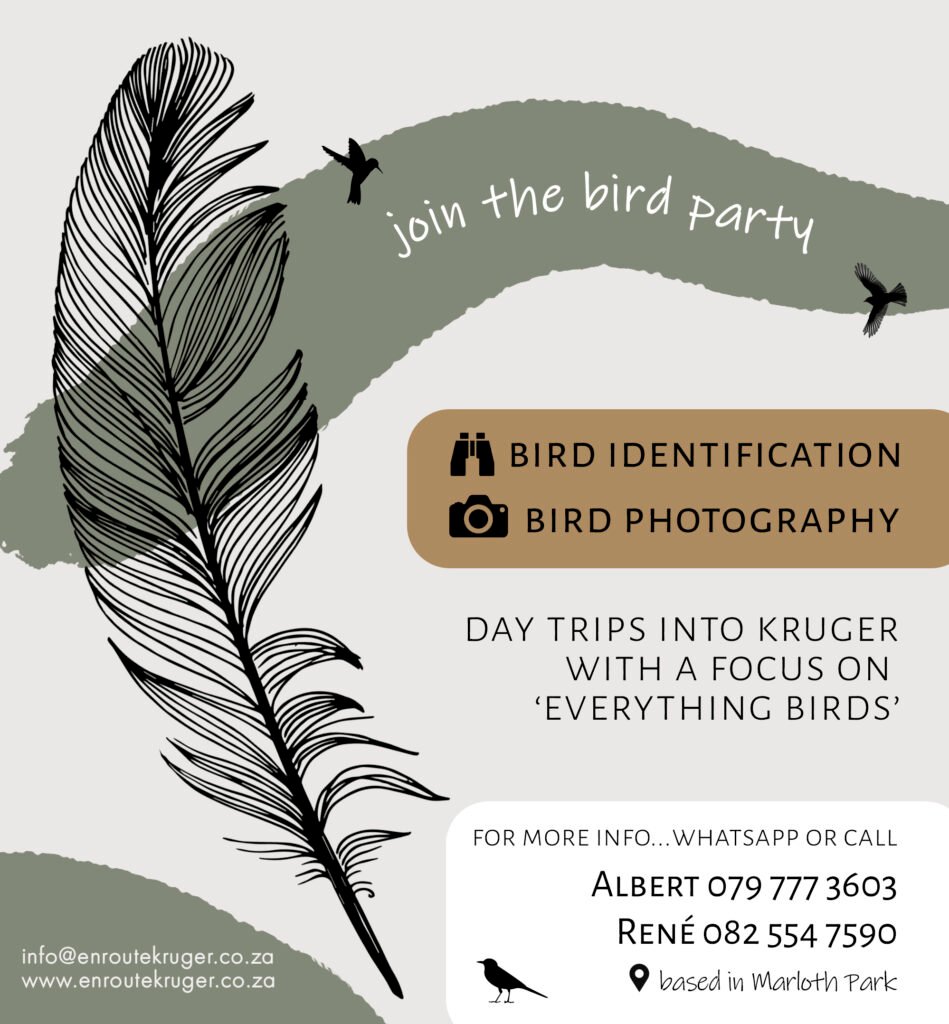 Bird photography day trip into the Kruger National Park
